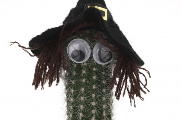 Растение Кактус в хелоуин шляпе 6/8