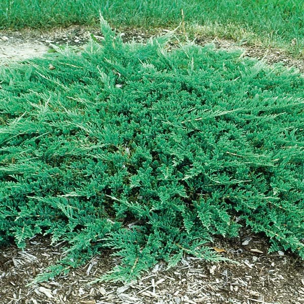 Растение Можжевельник горизонтальный/Juniperus horizontalis Prince of Wales С3, D 25-35