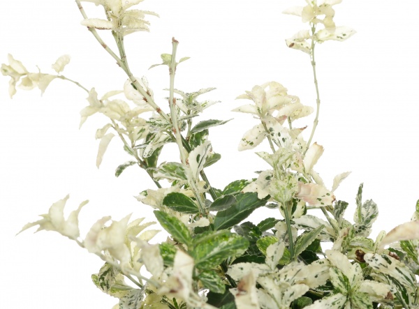 Рослина бересклет голден 17/20