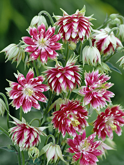 Корневище Heemskerk Vasteplanten B.V. аквилегии Нора Барлоу 1 шт.