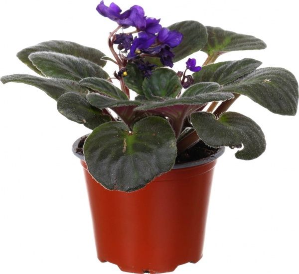 Растение комнатное Сентполия микс 9x20 см