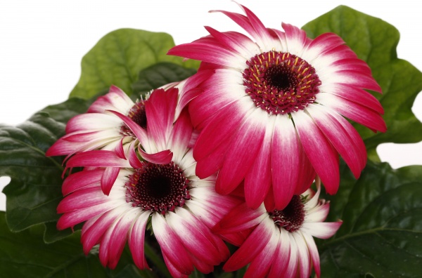 Растение комнатное Гербера микс 12/25