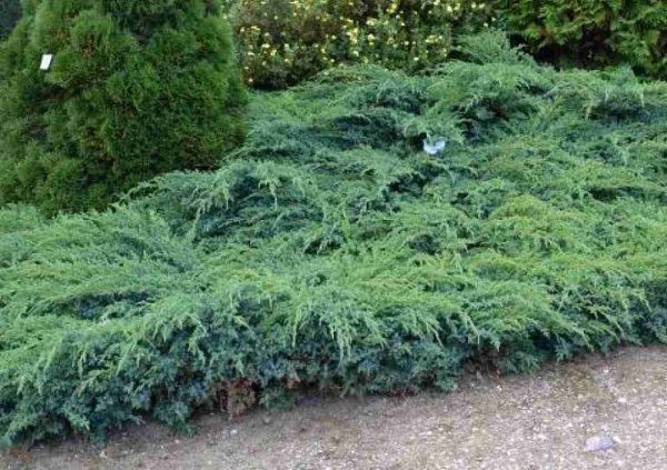 Растение Можжевельник чешуйчатый Блю Швед С2