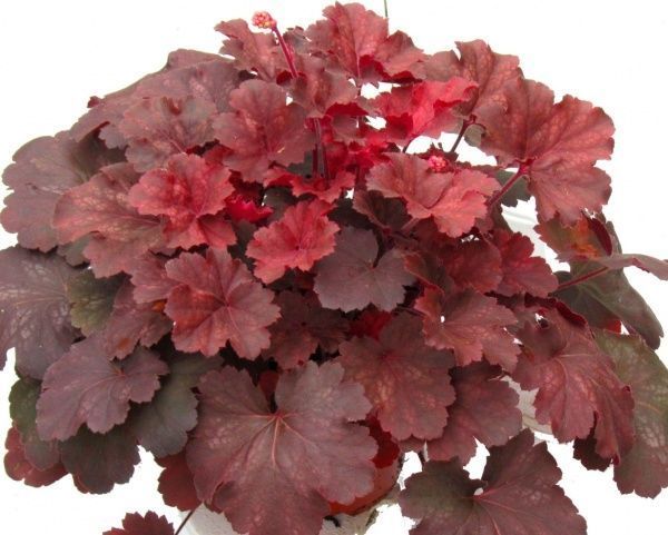 Растение декоративное Гейхера 