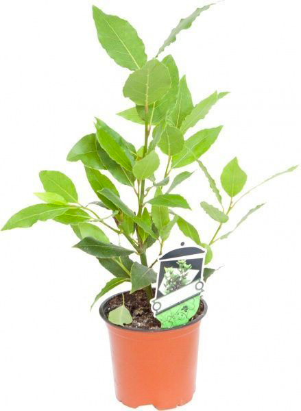 Рослина кімнатна Лавр 9x25