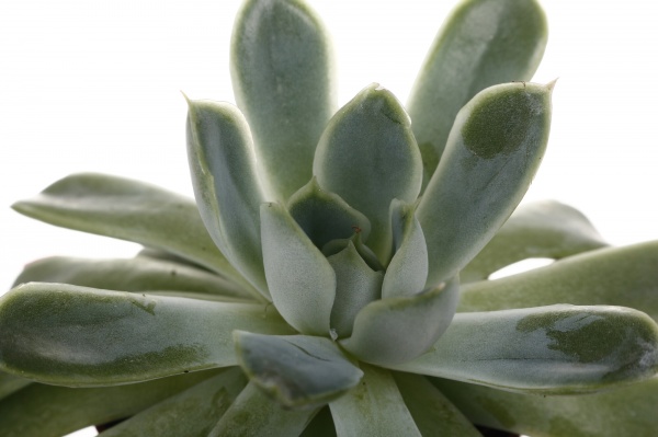 Рослина кімнатна Ехеверія 7х15 см