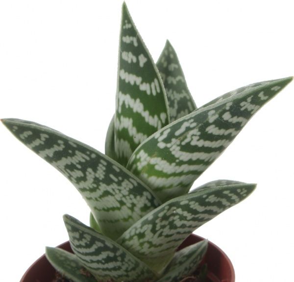 Растение Алоэ сортовое 8х15 см