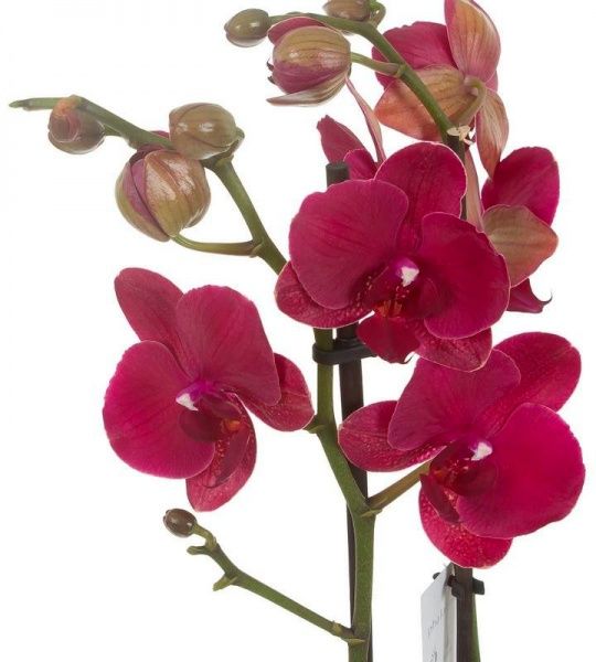 Растение Фаленопсис микс 1 ветка 9х35/45 см
