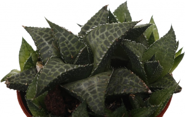 Рослина кімнатна Хавортія мікс 6х10 см