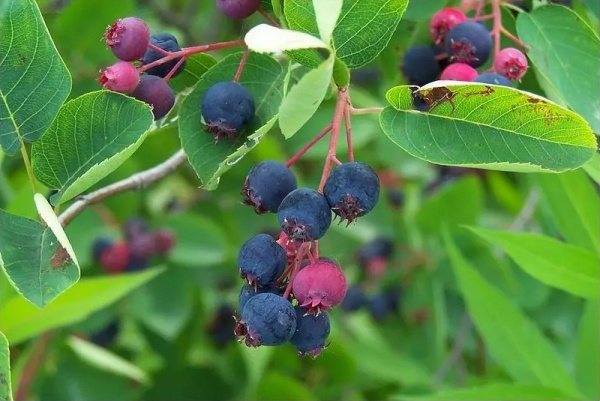 Растение Ирга вильхолистая Тисен/Amelanchier alnifolia 'Thiessen' С3/Н10-15
