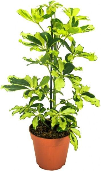 Растение комнатное Шеффлера 13/50Schefflera Charlotte