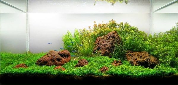 Рослина акваріумна Лотос К Хеміантус Куба (Hemianthus callitrichoides Сuba)