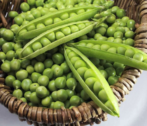 Семена Професійне насіння горох Болеро для консервирования 5г (4820176692665)