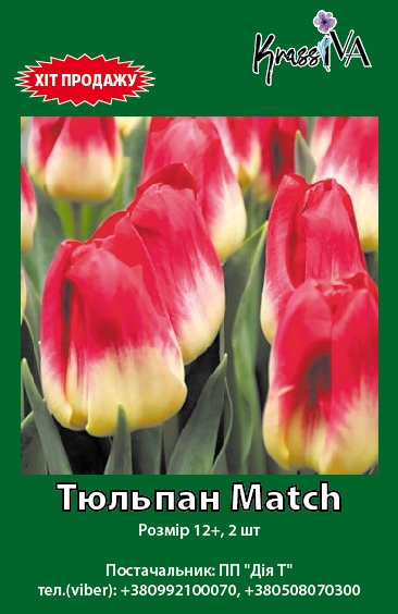 Луковица KrassIVA тюльпан Match 2 шт. 