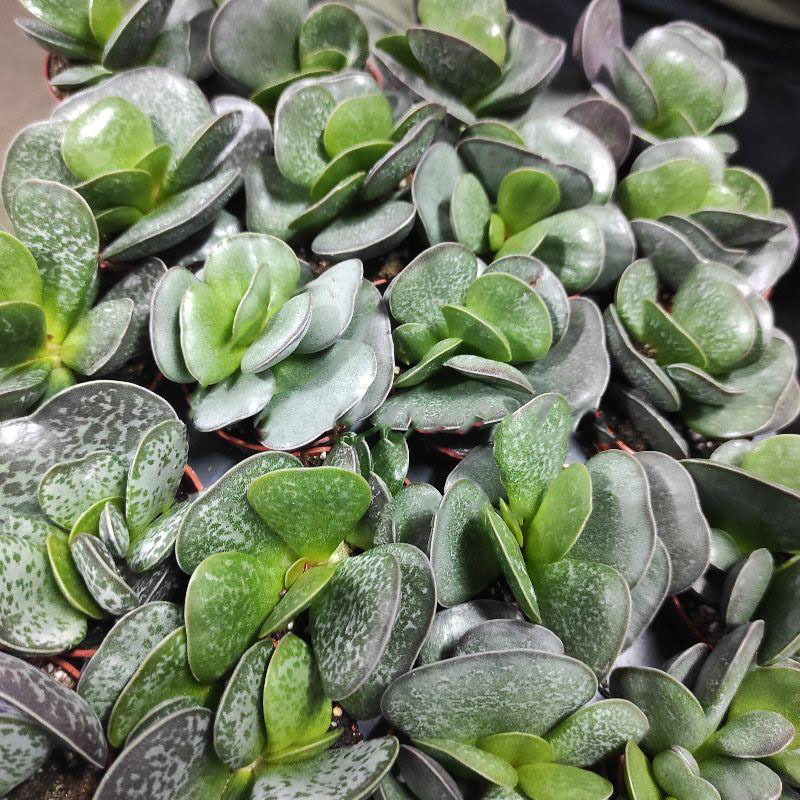 Растение Адромискус (суккулент) 05х8 Trigynus