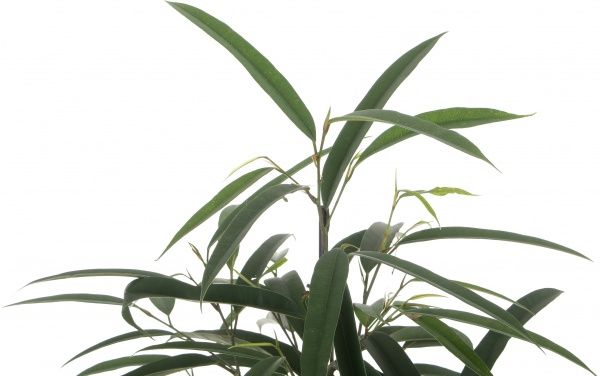 Растение Фикус Али 21/100