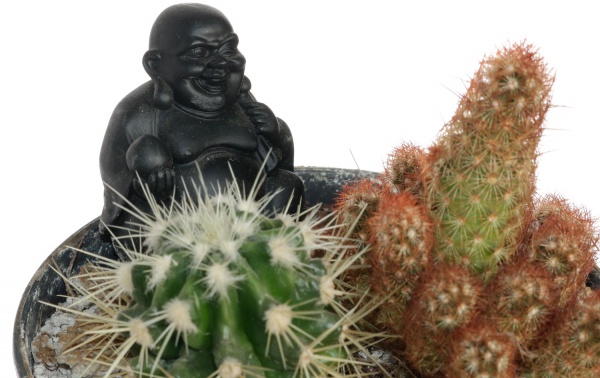 Кактус микс в плошке 13/25