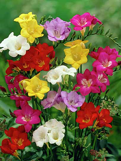 Бульбоцибулина TUBERBULB Export B.V. фрезії простої суміш 5 шт. 