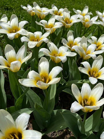 Луковица тюльпана Фостера Концерто 3 шт. TUBERBULB Export B.V.