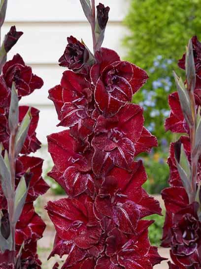 Клубнелуковица гладиолуса Мерлот Айс 3 шт. 