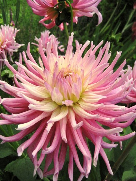 Коренебульба жоржини кактусової Старс Фейворіт 1 шт. 