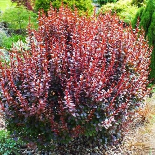 Растение Барбарис тунберга Дартс Ред Леди/Berberis thunb. 'Dart's Red Lady' C4/H 20-30