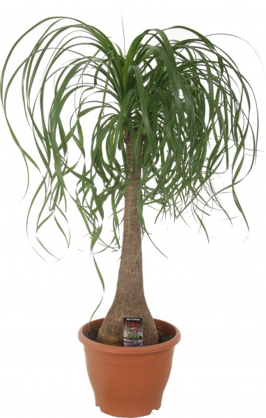 Растение Бокарнея на штамбе 26/100