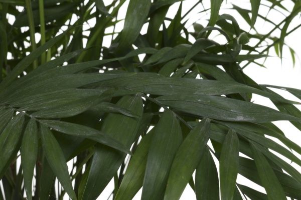 Рослина кімнатна Хамідорея