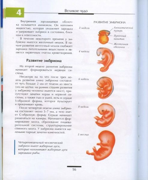Книга «Сексуальная энциклопедия для подростков» 978-966-333-702-9