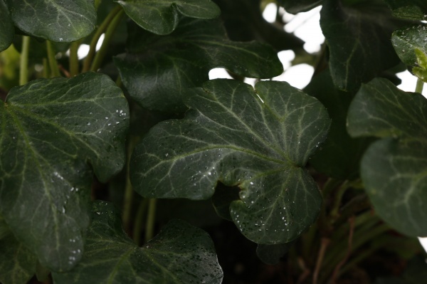 Рослина кімнатна Хедера мікс 13/25