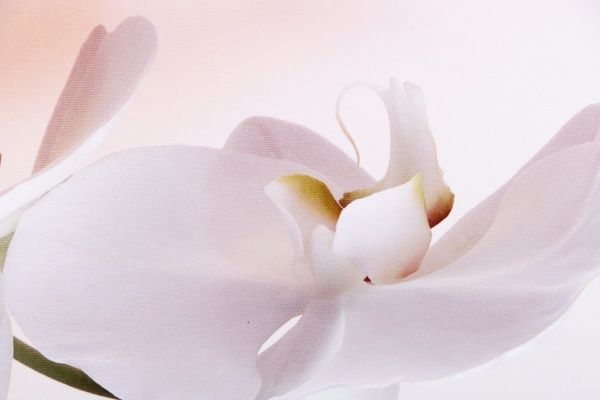 Репродукция Флористика. Орхидея 48x67 см 