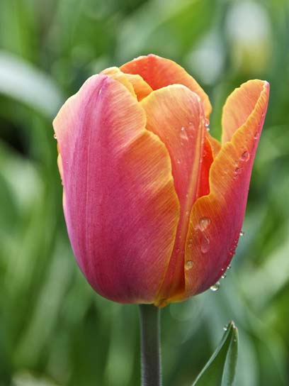 Луковица тюльпана триумф Джимми 3 шт. 