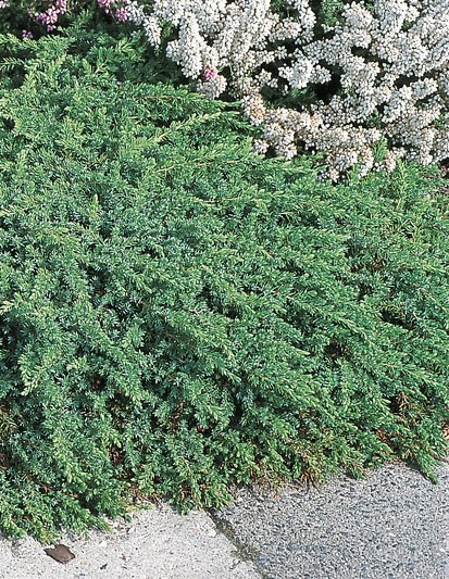 Рослина Ялівець звичайний / Juniperus communis Green Mantle, С20 Ра 80-100