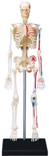 Об’ємна анатомічна модель 4D Master Скелет людини 26059