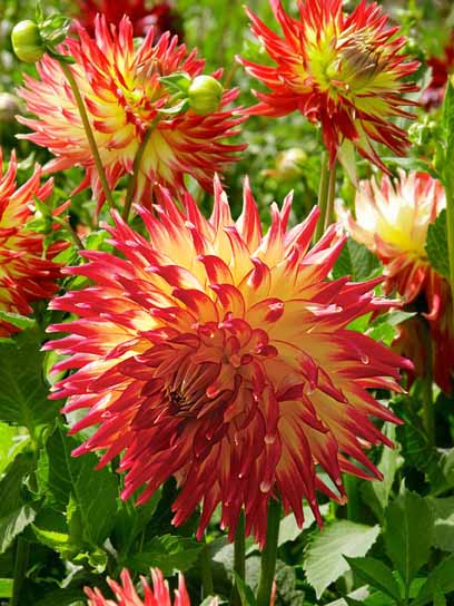 Корнеклубень георгины кактусовой Дана ЮС 1 шт. 