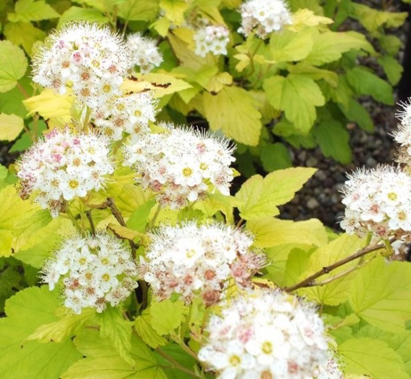 Растение Пузыреплодник/ Physocarpus opulifolius Dart`s Gold С2, H 30-40