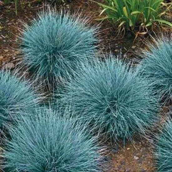 Растение Овсяница голуба d17/h35