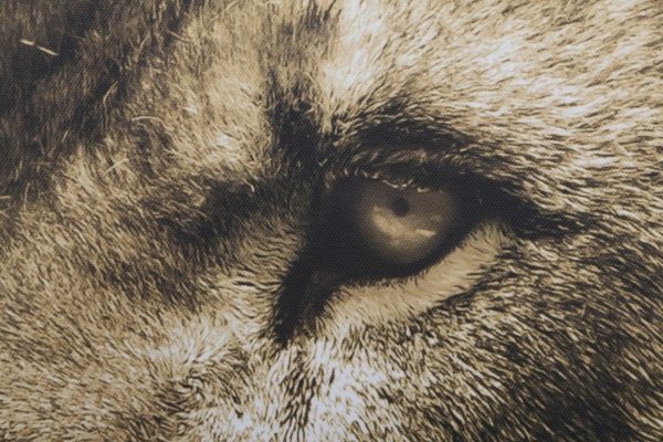 Репродукція Лев 85x113 см Styler 