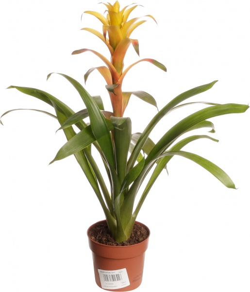 Рослина гузманія санітайм 12/40