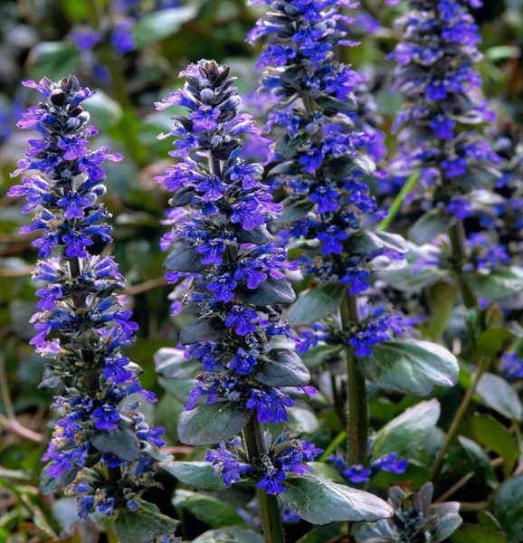 Растение Живучка ползучая/ Ajuga reptans С3 /Н 30