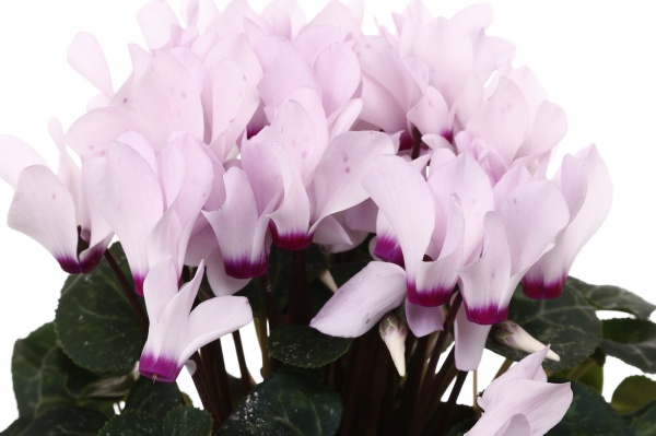 Растение комнатное Цикламен микс d10/h20