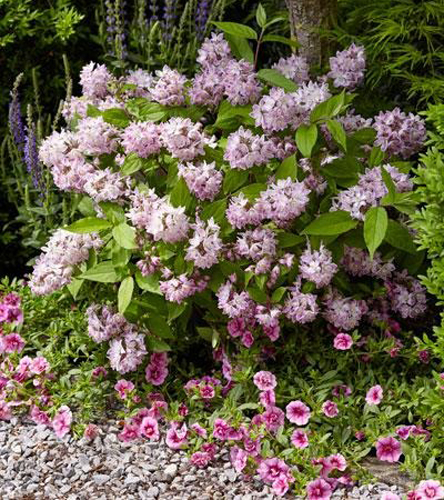 Растение Дейция Расбери Сандей / Deutzia Raspbberry Sundae С3/Н 30-40