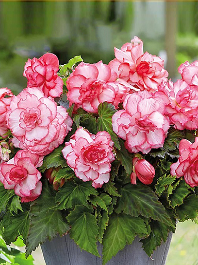 Бульба TUBERBULB Export B.V. бегонії пікоті Бутон де Роуз 1 шт.