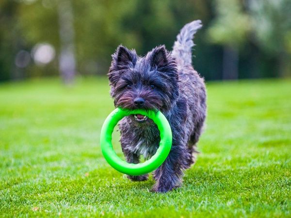 Игрушка для собак PitchDog кольцо для апортировки d 20 см салатовое