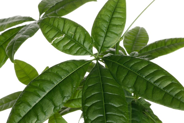 Рослина кімнатна Пахіра 11/25