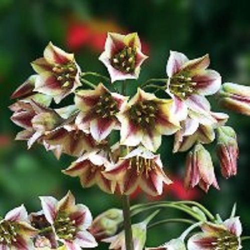 Луковица Лук Сицилийский Нектароскоркум 10 шт. 