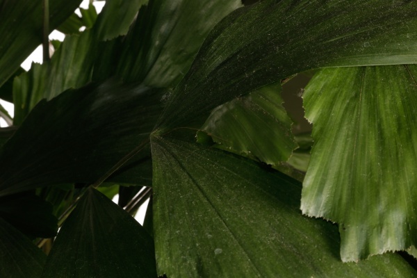 Растение комнатное Кариота 24/140