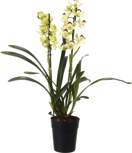 Растение комнатное Цимбидиум 14х65 см 2 ствола микс
