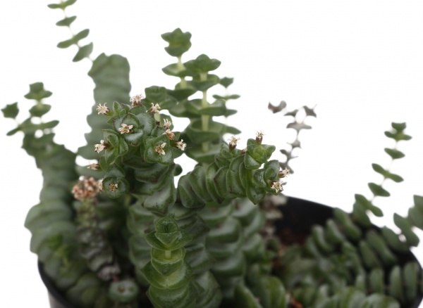 Суккулент Крассула микс 12/15