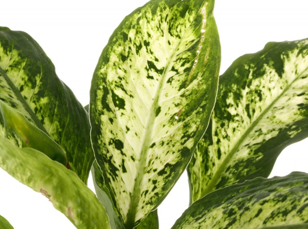 Рослина кімнатна Дифeнбахія компакта 17x50 см